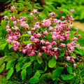 alt_text
